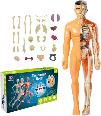 Human Body Assembly Toy