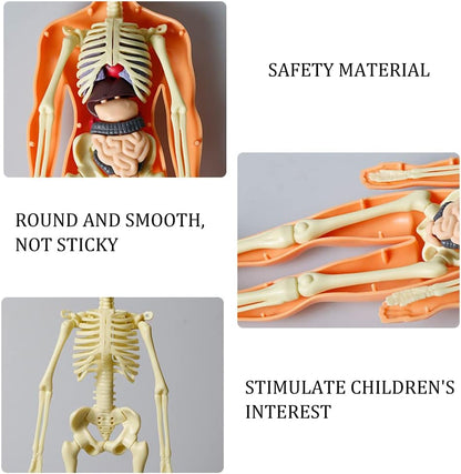 Human Body Assembly Toy