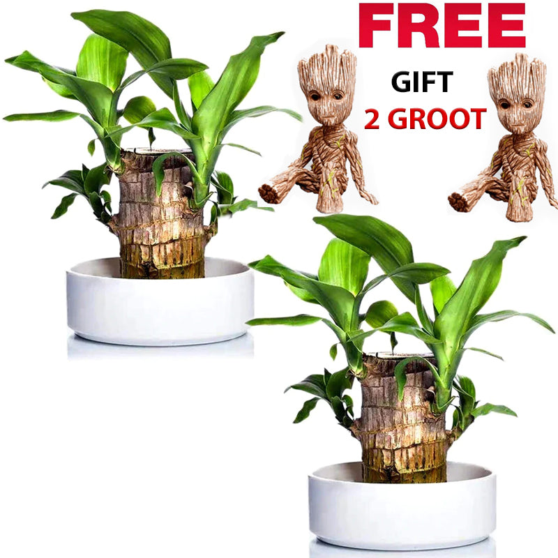 🎉[Special Offer] Get 2 Extra Lucky® Wood Plant for Desk Decoration at 75% Off)🎉