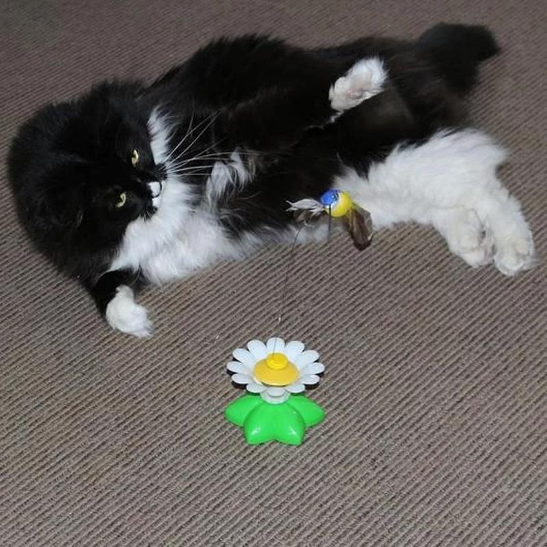 DUVETOY™ Electric Hummingbird Cat Toy.