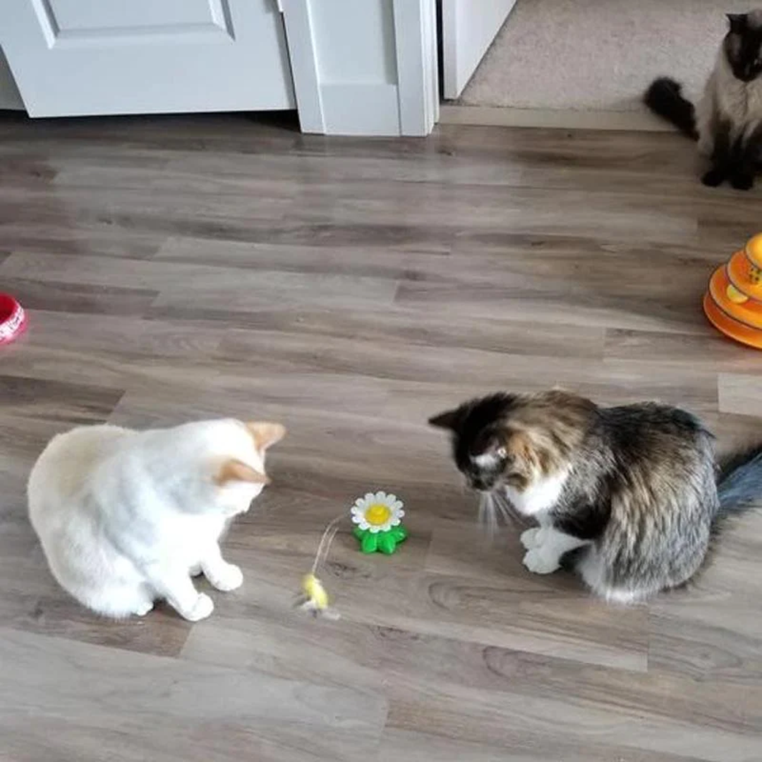 🎉[Special Offer] Get 2 Electric Hummingbird Cat Toys for the price of 1🎉