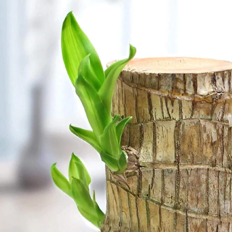 🎉[Special Offer] Get 2 Extra Lucky® Wood Plant for Desk Decoration at 75% Off)🎉