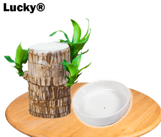 🎉[Special Offer] Lucky® Wood Plant for Desk Decoration 🎉