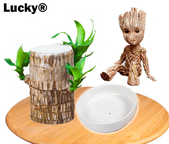 🎉[Special Offer] Lucky® Wood Plant for Desk Decoration 🎉