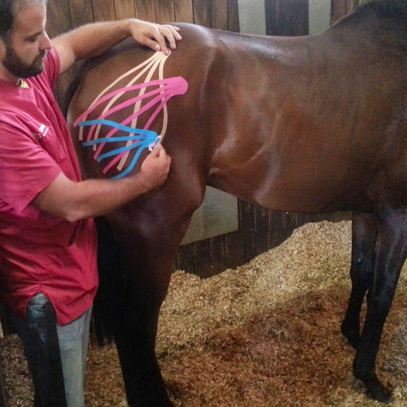 Kinesiology Tape for Horses 🐴❤️