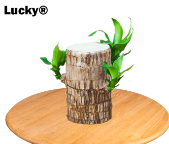 🎉[Special Offer] Lucky® Wood Plant for Desk Decoration 🎉
