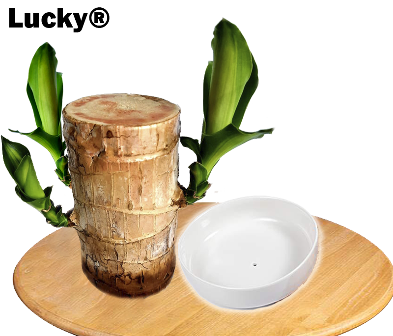 🎉[Special Offer] Lucky® Wood Plant for Desk Decoration 🎉