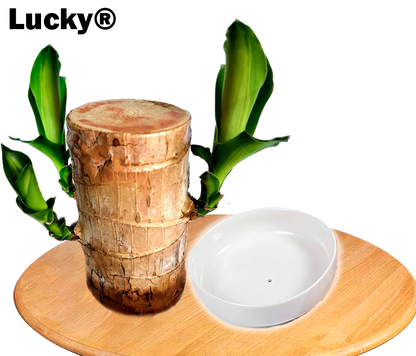 🎉[Special Offer] Lucky® Wood Plant for Desk Decoration 🎉