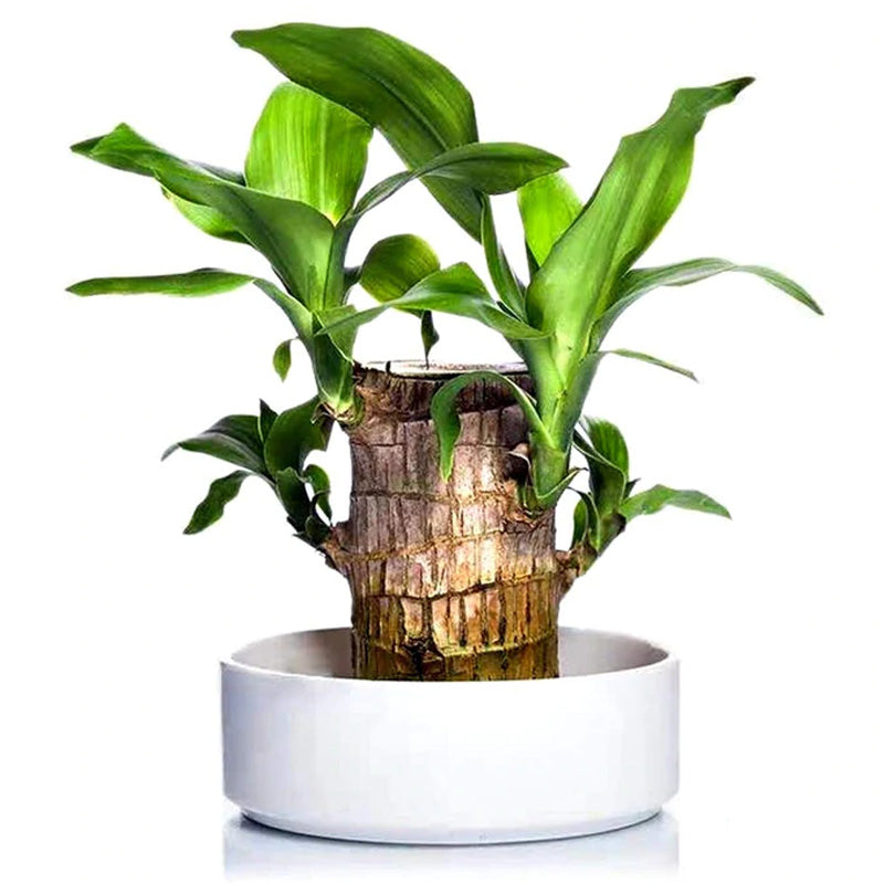 Lucky® Wood Plant for Desk Decoration
