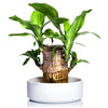 Load image into Gallery viewer, Lucky® Wood Plant for Desk Decoration