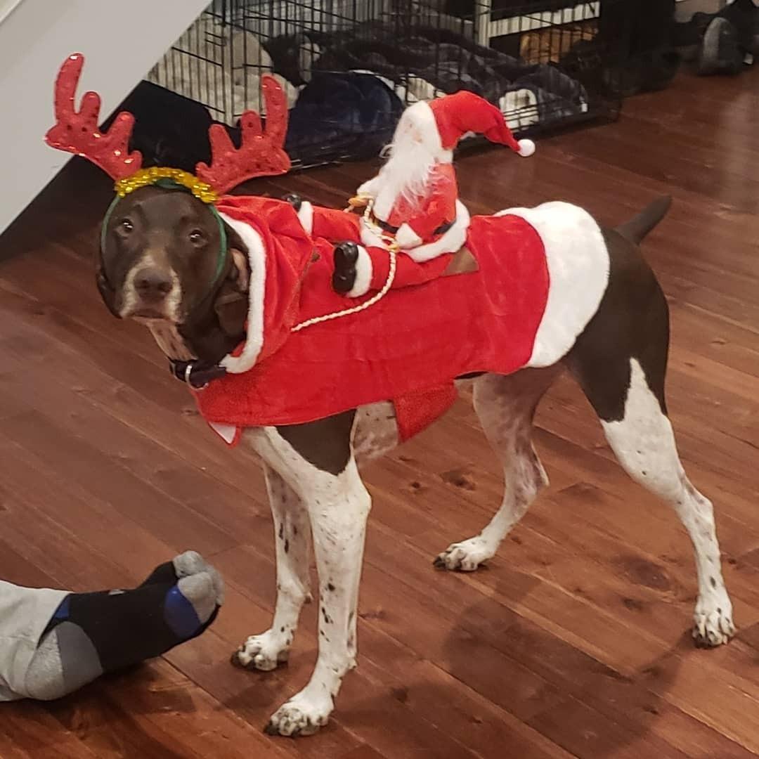 (🌲Early Christmas Sale)-🎅Santa Claus Pet Dog Costume